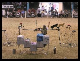 I had to see the ''Flying Housecats'' to believe it! He really did train those cats to jump through a burning hoop!